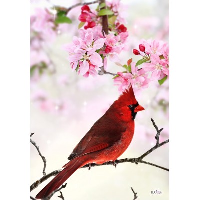 L'Éclatant Cardinal rouge